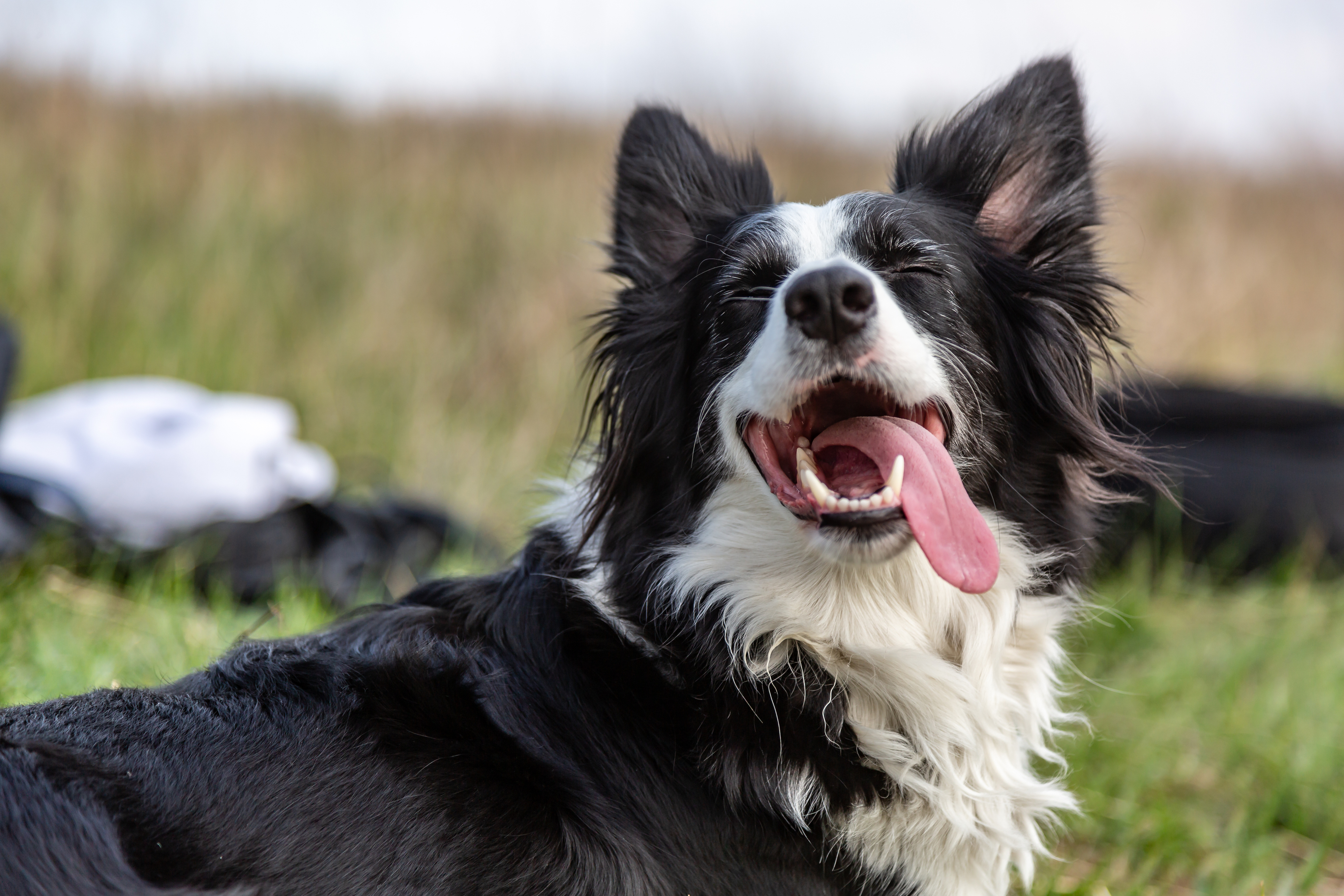 Beat Gum Disease: New, Easy Ways to Improve Your Dog’s Oral Health