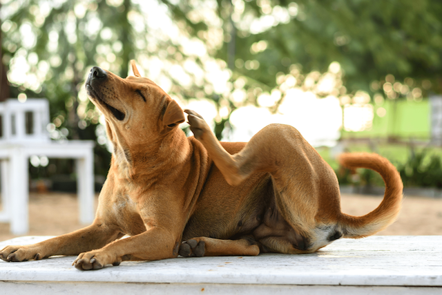 Managing Atopic Dermatitis in Dogs