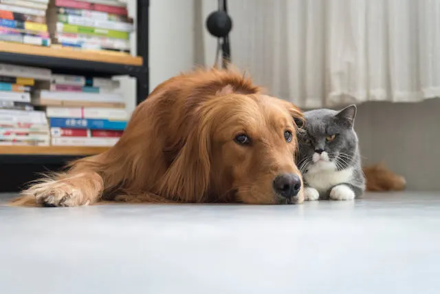 Do You Know How to Spot Diabetes in Dogs and Cats?
